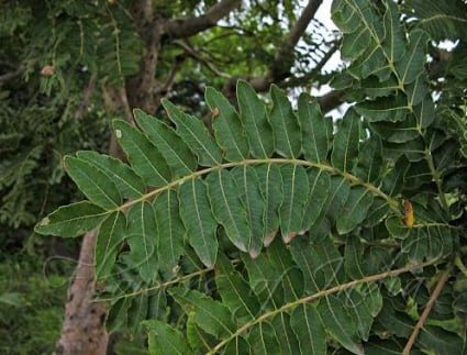 Boswellia Serrata